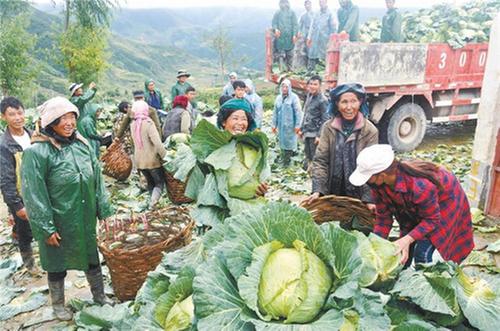 金阳县培育好产业为民扎“富根”