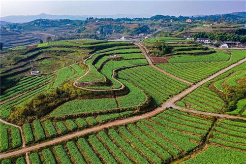 大龙镇：柚林下套种蔬菜助群众增收致富
