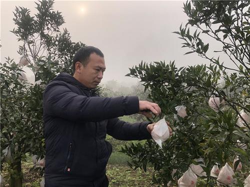 白果乡：甘家沟村倾力打造“椪香橘力”基层社会治理品牌
