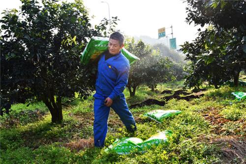 丹棱县：为万亩桔橙实施“大手术”