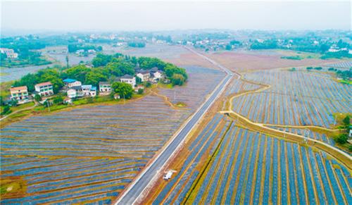 前锋区高标准推进青花椒现代农业园区建设