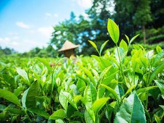 专家支招，新建茶园这样管
