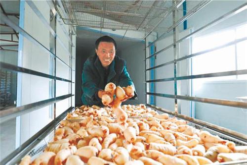 水磨镇：打造全国最大乌天麻生产基地