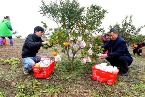 广安区：电商直播带货解决农产品滞销难题