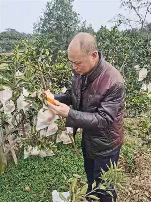 进果园  察实情