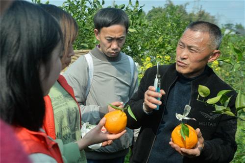 洪雅县：春见柑橘丰收忙