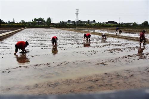 丹棱县：抢抓农时平整秧田