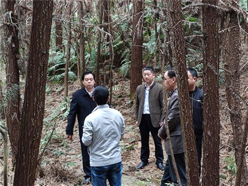 前锋区：部门联动排查输配电设施隐患