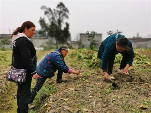 “林下种豆”效益高 青神县开启农耕新模式
