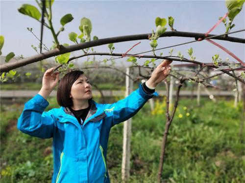 彭山区：大学女教师“变身”乡村振兴致富带头人