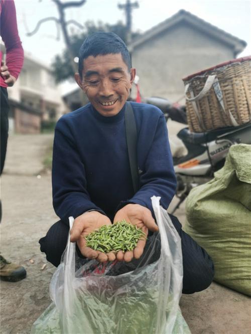 产销两旺 洪雅春茶有望实现“开门红”