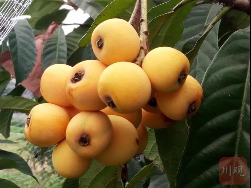  全球独有！我省育成枇杷新品种