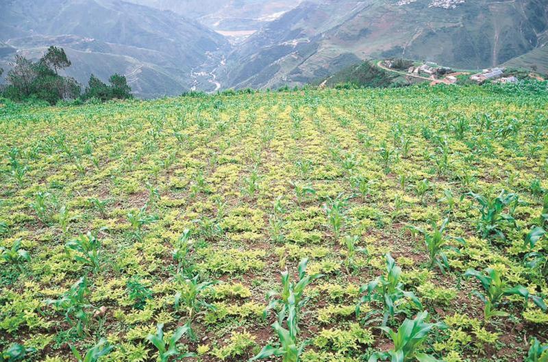 金阳“小魔芋”撬动亿元大产业