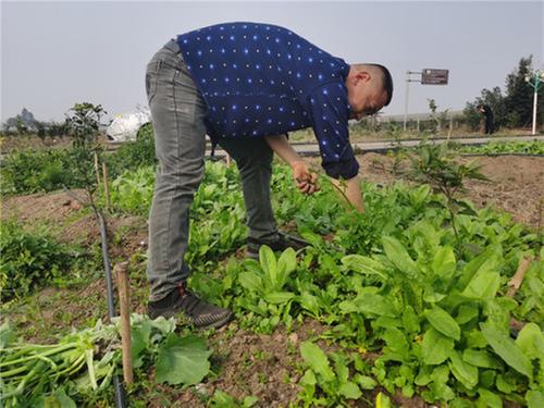 彭山区：实施间作套种提高单位面积产量