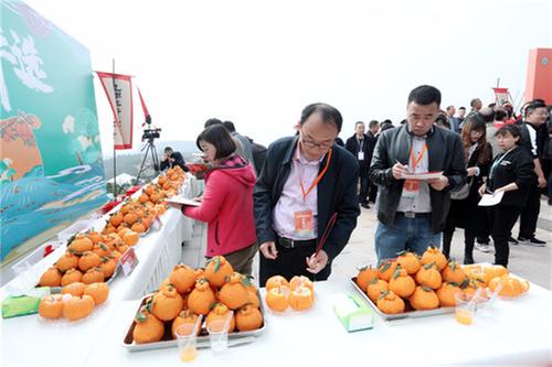 来丹棱品尝春日晚熟柑橘