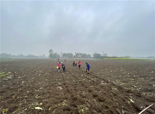 青神县：青竹街道季时坝村春耕播种玉米忙