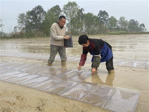 青神县：提前育秧苗抢农时