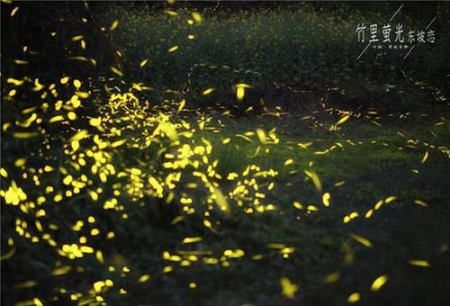 青神县邀您共赏“萤宝”