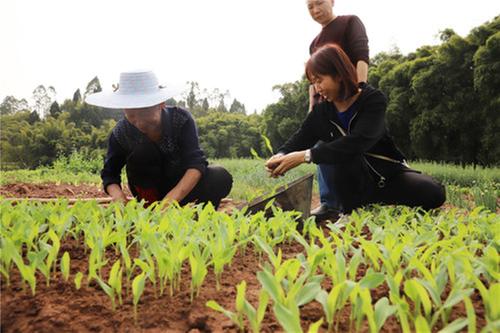 武胜县农村农业局农技人员田间指导春耕生产