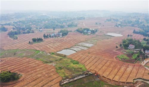 白市镇：因地制宜发展“晚熟柑橘+稻渔种养”现代农业