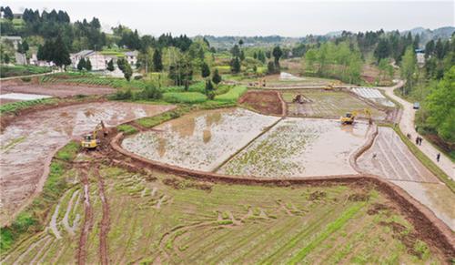 井河镇大力发展主导产业  夯实乡村振兴基础