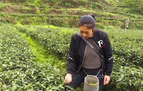 洪雅县：茶产业提档升级助力乡村振兴