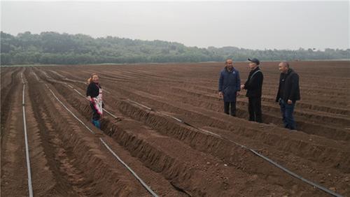 简阳市老科协赴杨家镇红薯种植示范基地调研