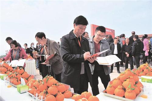 以“桔”为媒 丹棱8万果农实现“橙色梦想”