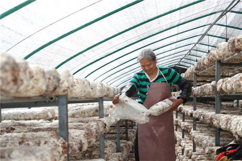 龙台镇：政协委员助力香菇产业发展