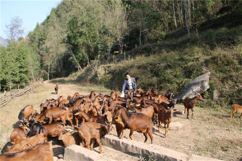 南江县：“三突出”联农带农推动园区共享发展