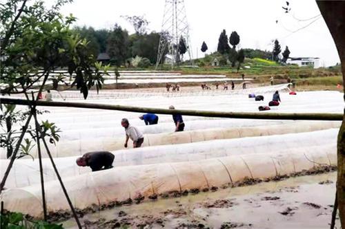 观阁镇：青莲村积极探索乡村振兴之路