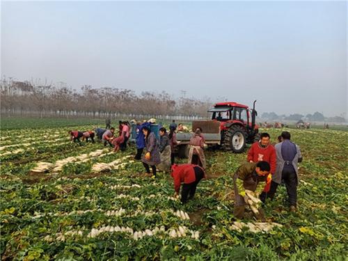 春耕备耕忙 青神县打好农业生产仗