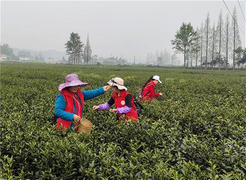 洪雅县：“社工”组队助农采春茶