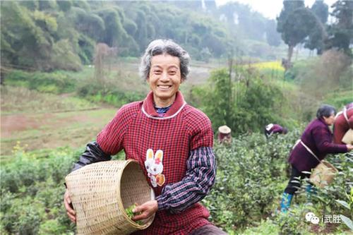 中心镇：大通村村民忙采茶