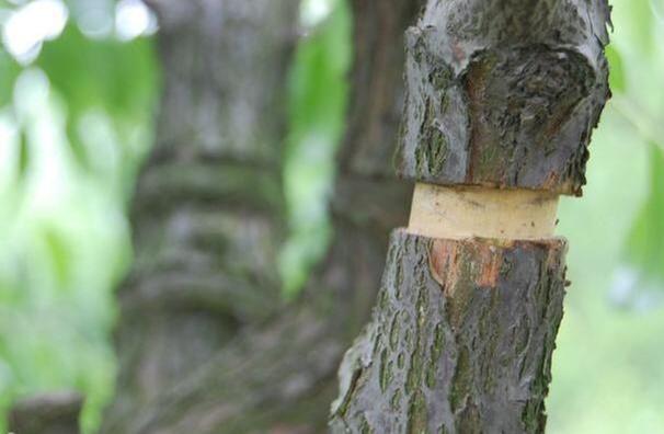 环剥技术可避免果树不结果