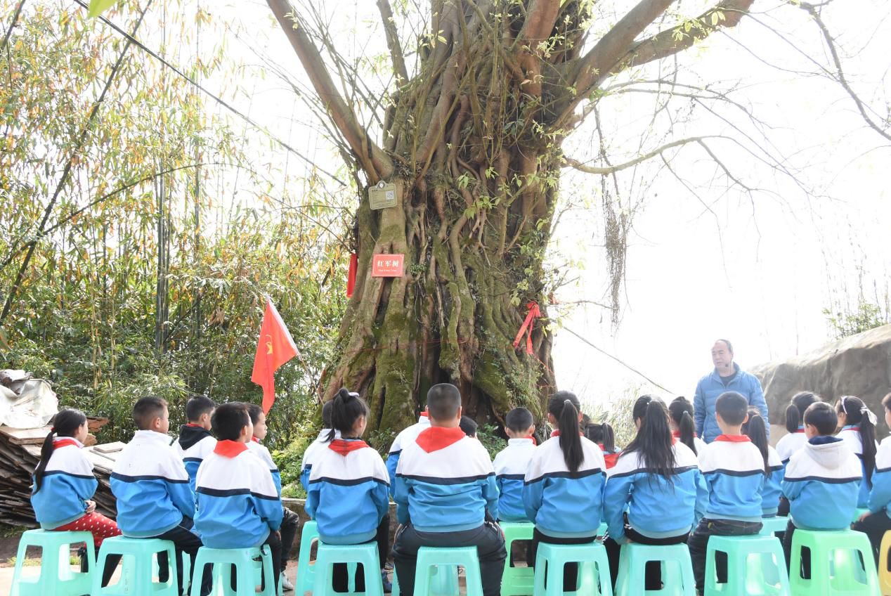 别样清明节  纳溪学子红军树下听革命故事