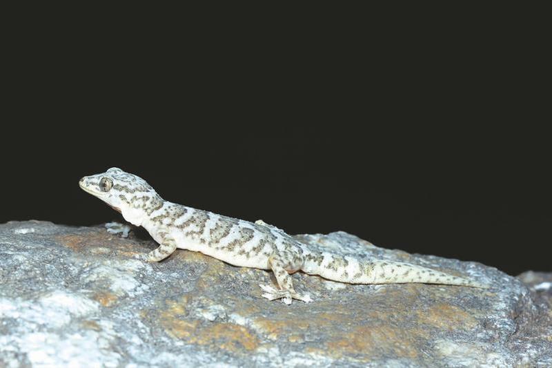 我国科学家发现分布海拔最高的壁虎新种——金江壁虎