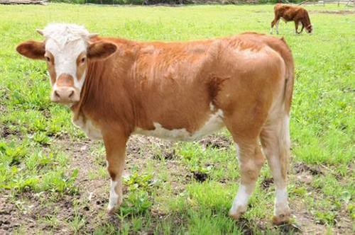 荷兰：有机牧场实现天然循环