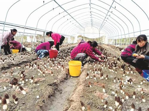 平武县：羊肚菌个头小“钱景”大