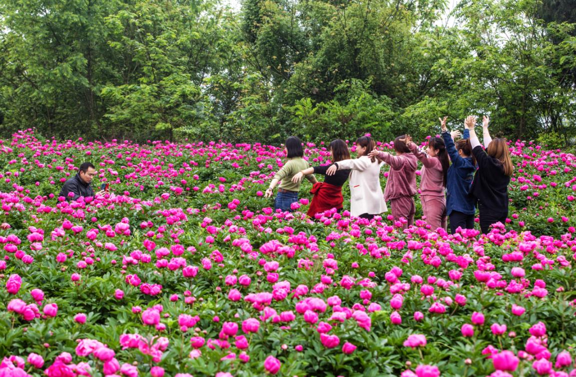 芍药花开引客来