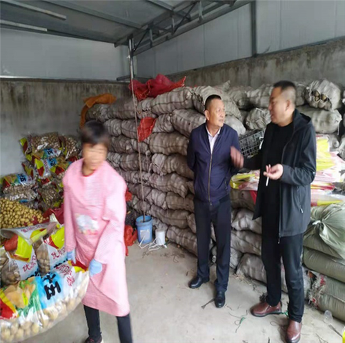 高塔镇：千亩土豆落地生根