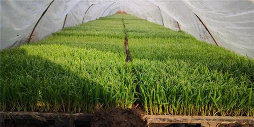 彭山区：“工厂化育秧”技术助农增产增收