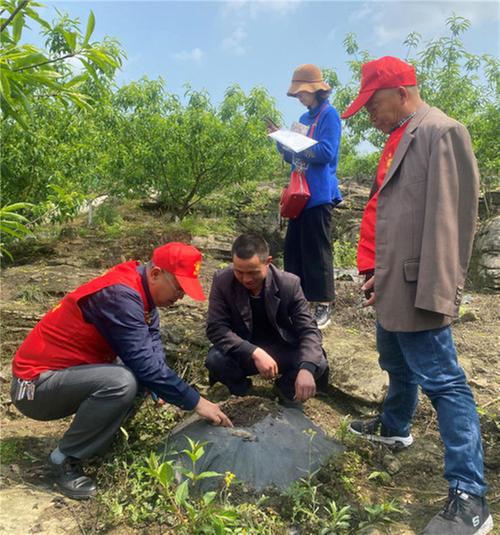 乐山市沙湾区科协开展项目巡诊服务