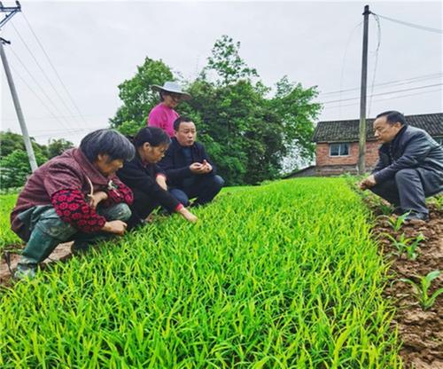 华蓥市农技专家指导农户做好水稻病虫害防治