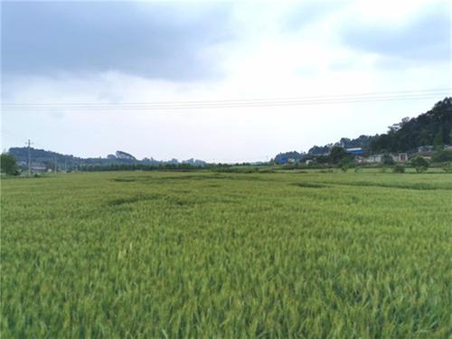 把握粮食安全主动权 青神县推动高标准农田建设