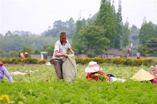 川芎飘香 高台镇诸葛村农户采收忙