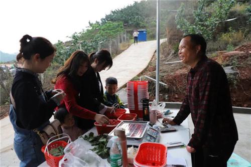 丹棱县“樱桃哥”种出美好生活