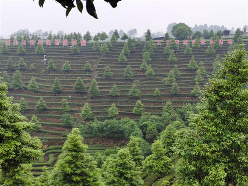 夹江县科协调研四川省绿山针茶叶有限公司茶业产业发展