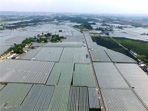 彭山区：筑牢产业基础让钱袋子更鼓