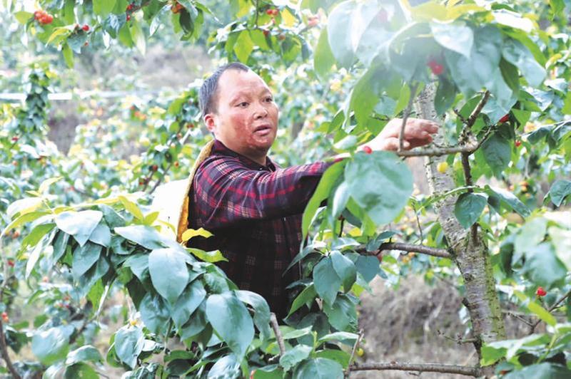 丹棱“樱桃哥”种出美好生活